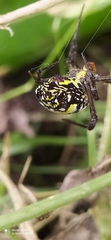 Argiope anasuja