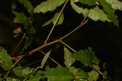 Cupaniopsis baileyana