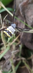 Argiope anasuja