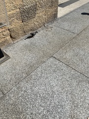 Columba livia domestica