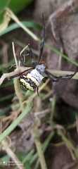 Argiope anasuja