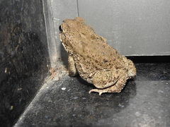 Duttaphrynus stomaticus