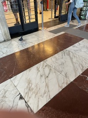 Columba livia domestica