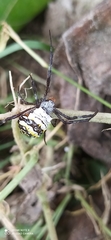 Argiope anasuja