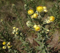 Helichrysum difficile