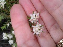 Lachnaea diosmoides