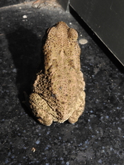 Duttaphrynus stomaticus