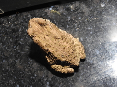 Duttaphrynus stomaticus