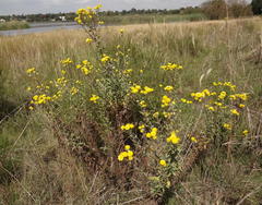 Helichrysum difficile