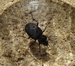 Licinus
