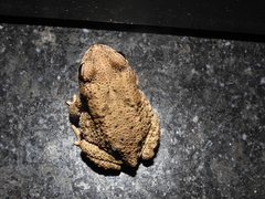 Duttaphrynus stomaticus