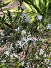 Pseudanthus pimeleoides