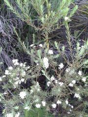 Lachnaea diosmoides