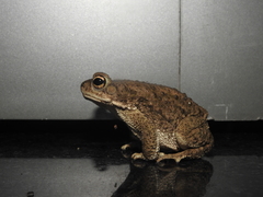 Duttaphrynus stomaticus