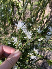 Pseudanthus pimeleoides