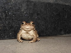 Duttaphrynus stomaticus