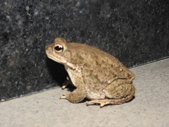 Duttaphrynus stomaticus