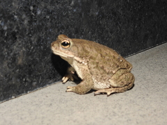 Duttaphrynus stomaticus