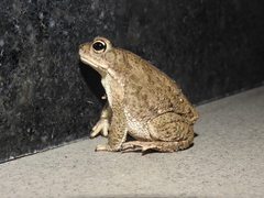 Duttaphrynus stomaticus