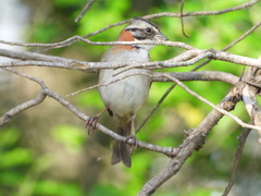 Zonotrichia capensis