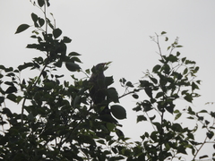 Argya striata