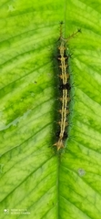 Lepidoptera