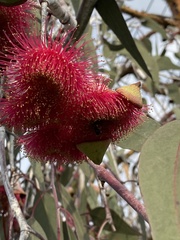 Eucalyptus caesia