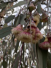 Eucalyptus caesia