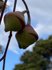 Eucalyptus caesia