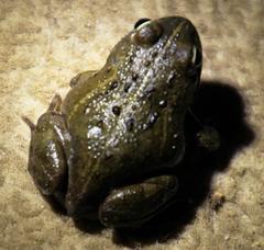 Tomopterna delalandii