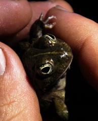 Tomopterna delalandii