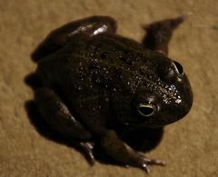 Tomopterna delalandii