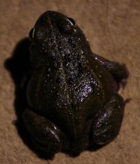 Tomopterna delalandii