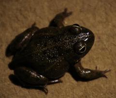 Tomopterna delalandii