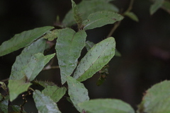 Solanum inaequilaterum