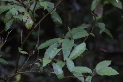 Solanum inaequilaterum