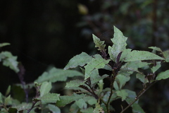 Solanum inaequilaterum