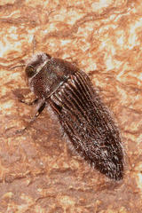 Acmaeodera albovillosa