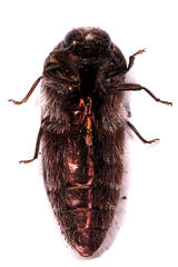 Acmaeodera albovillosa