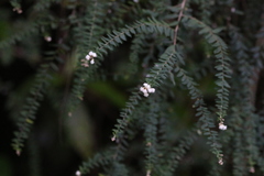 Ozothamnus rufescens