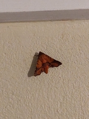 Dysodia speculifera