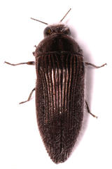 Acmaeodera albovillosa