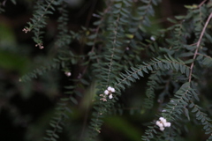 Ozothamnus rufescens