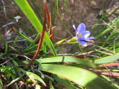 Aristea pusilla
