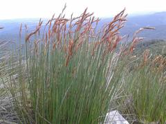 Elegia thyrsoidea