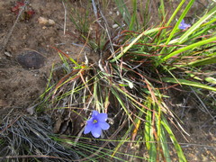 Aristea pusilla