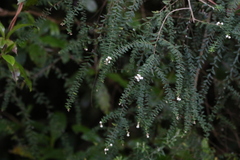 Ozothamnus rufescens