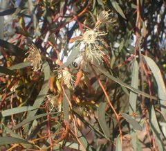Eucalyptus sargentii sargentii