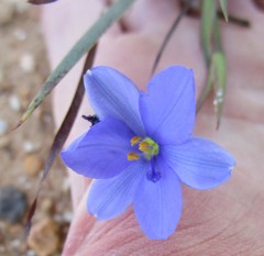 Aristea pusilla