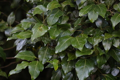 Cryptocarya foveolata